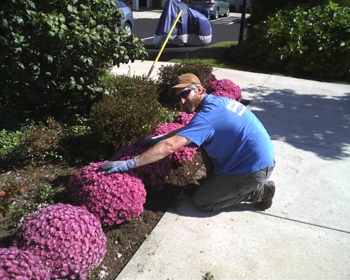 large full 8'' mums