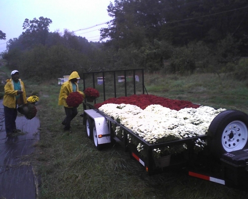 fall mums fron the grower